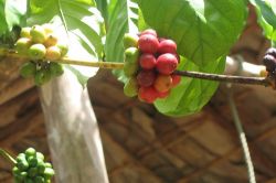 多明尼加咖啡豆